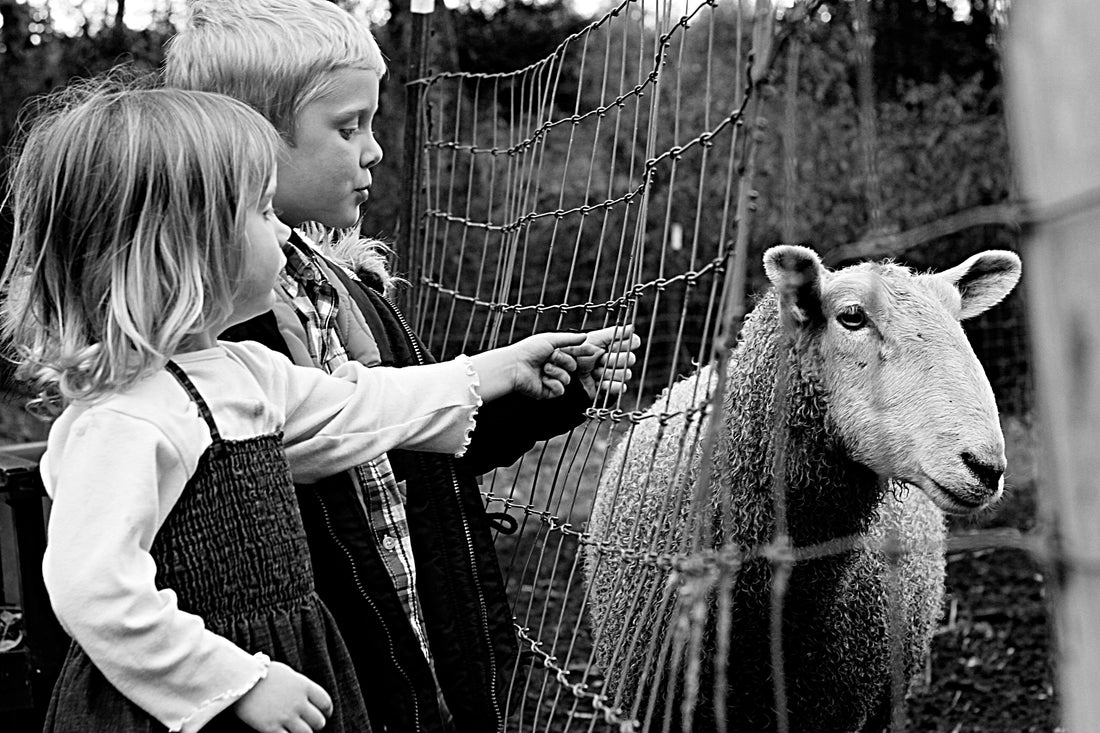 Shopping for Wool (Craftsy Blog)