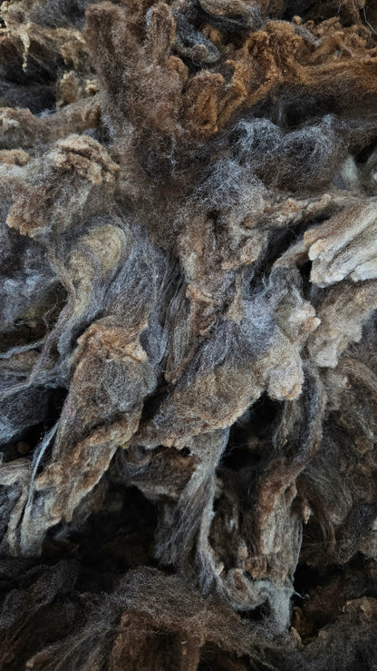 RAMBOUILLET - Washed Fine Wool Fleece Natural Morrit Grey Brown French Merino - 4 oz