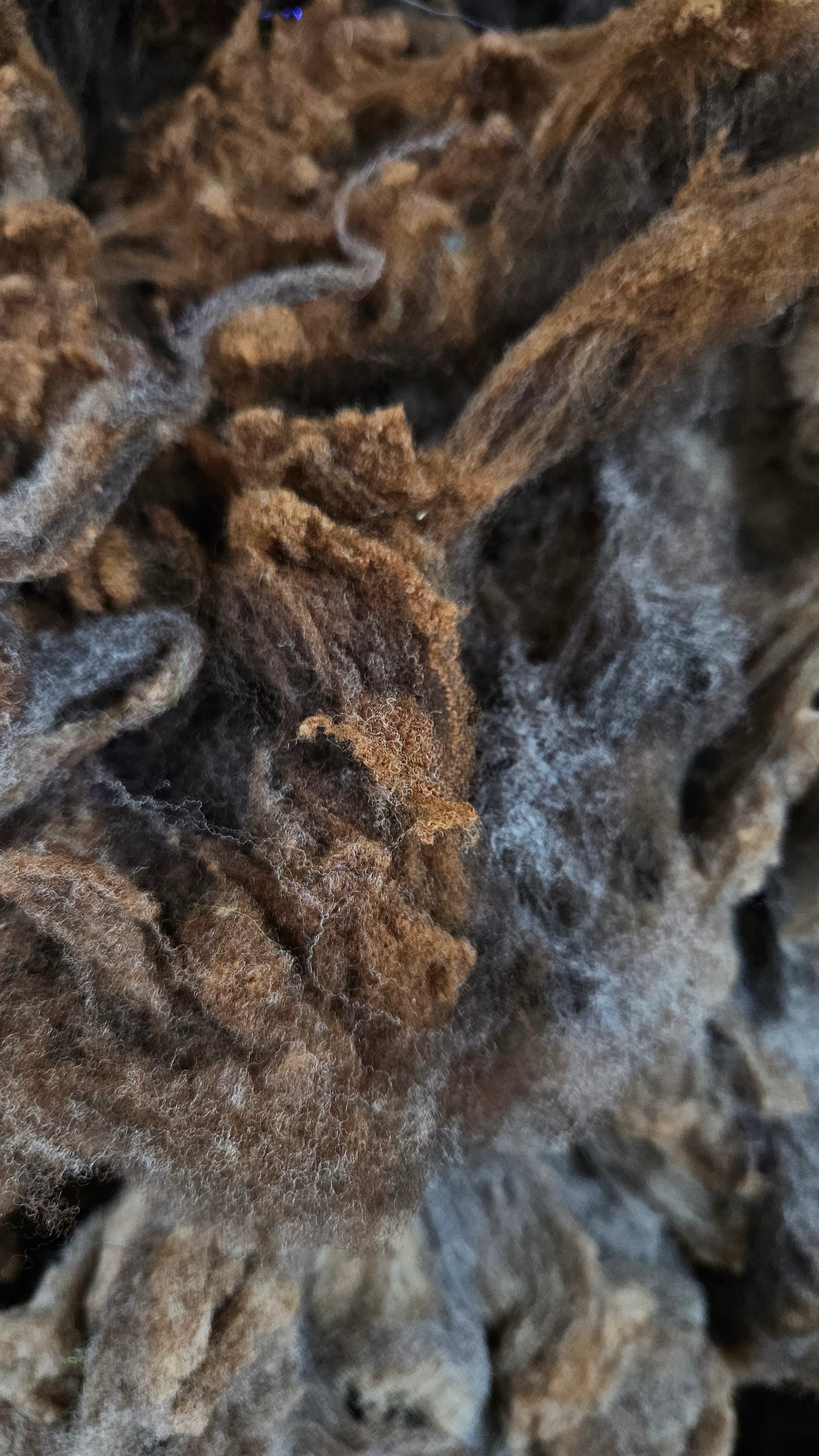 RAMBOUILLET - Washed Fine Wool Fleece Natural Morrit Grey Brown French Merino - 4 oz