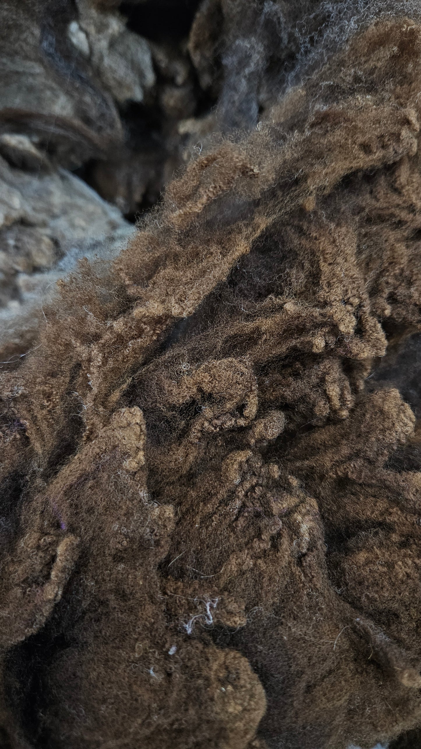 RAMBOUILLET - Washed Fine Wool Fleece Natural Morrit Grey Brown French Merino - 4 oz