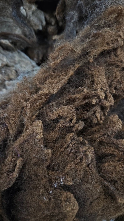 RAMBOUILLET - Washed Fine Wool Fleece Natural Morrit Grey Brown French Merino - 4 oz