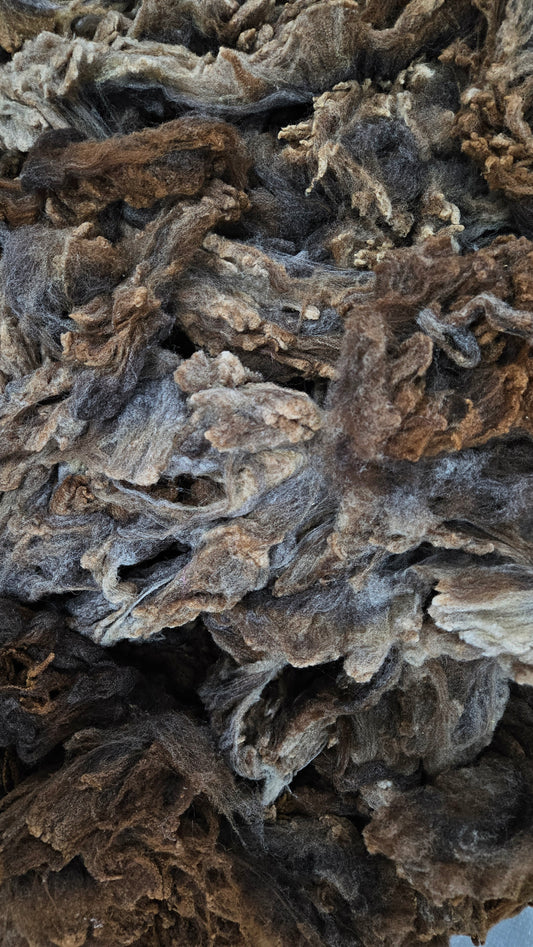 RAMBOUILLET - Washed Fine Wool Fleece Natural Morrit Grey Brown French Merino - 4 oz