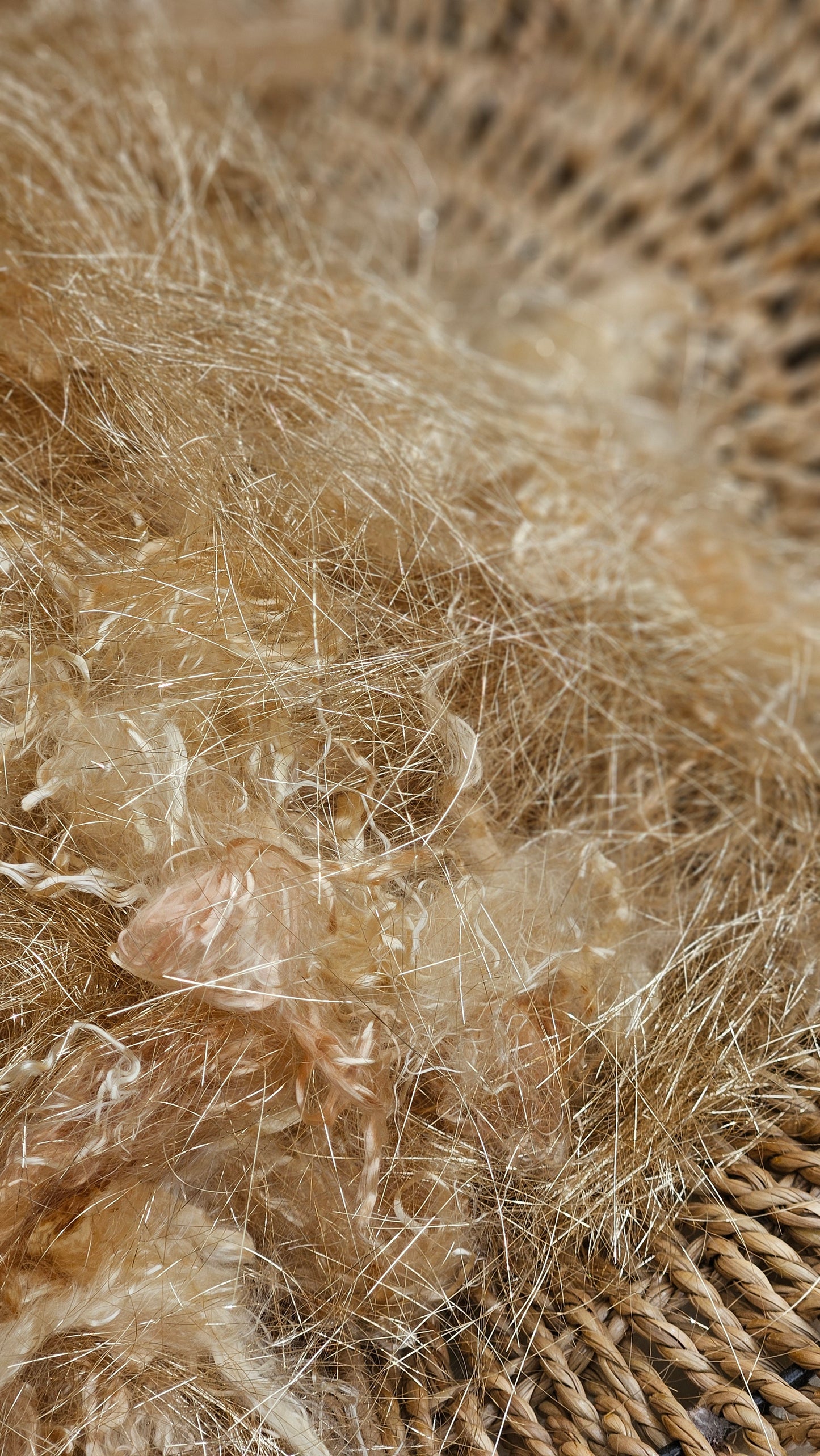 Champagne Gold Sparkle Eucalyptus Crimp Blend - 1 ounce